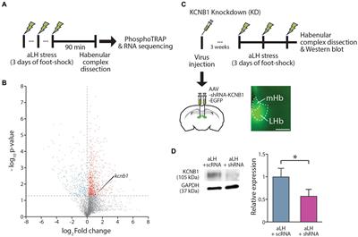 Stress-induced translation of KCNB1 contributes to the enhanced synaptic transmission of the lateral habenula
